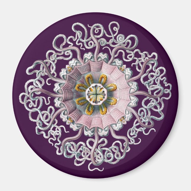 Customisable Vintage Haeckel Magnet (Front)