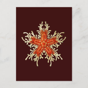 Customisable Vintage Haeckel Postcard