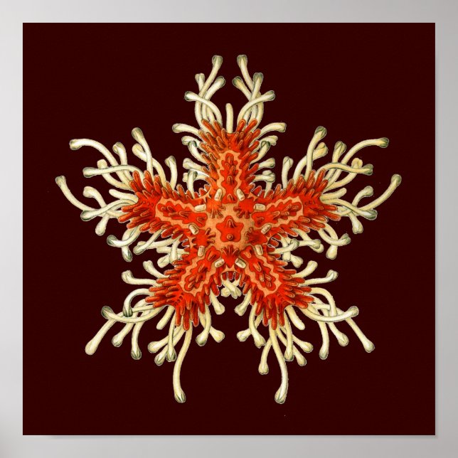 Customisable Vintage Haeckel Poster (Front)