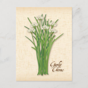Customise Garlic Chives Herb Postcard