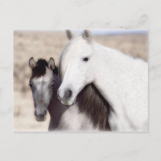 Customise Horse Party Invitations and Cards