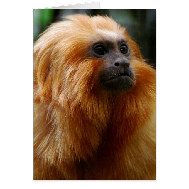 Customise Product (Front)