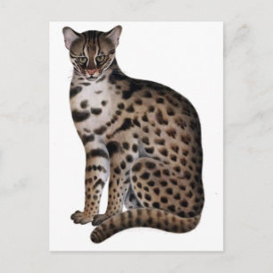 Customise Product Postcard