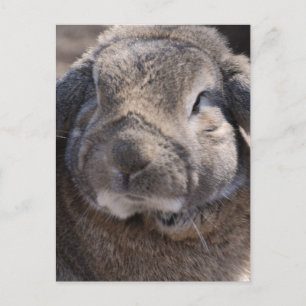 Customise Product Postcard