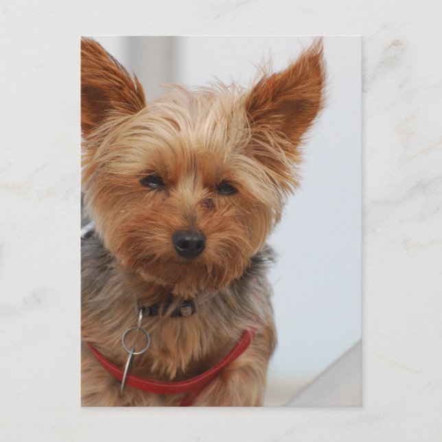 Customise Product Postcard (Front)