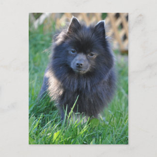 Customise Product Postcard