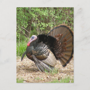 Customise Product Postcard