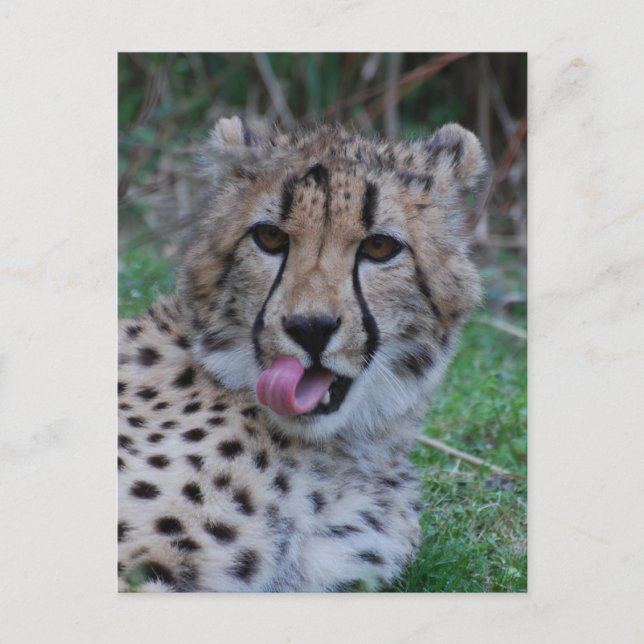 Customise Product Postcard (Front)