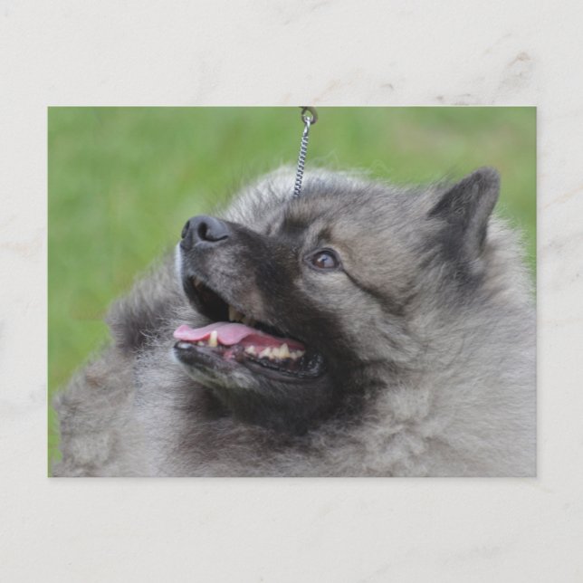 Customise Product Postcard (Front)