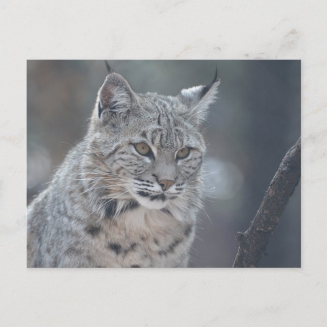 Customise Product Postcard (Front)