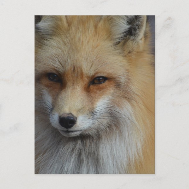 Customise Product Postcard (Front)