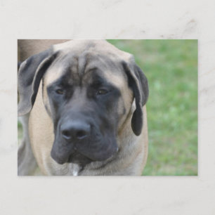 Customise Product Postcard