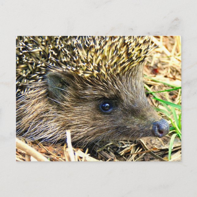 Customise Product Postcard (Front)