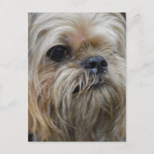 Customise Product Postcard