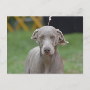 Customise Product Postcard