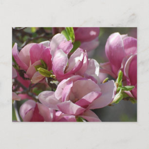 Customise Product Postcard