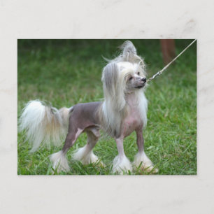 Customise Product Postcard