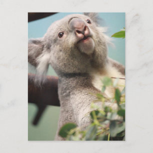 Customise Product Postcard