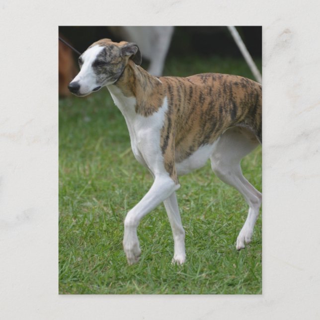 Customise Product Postcard (Front)