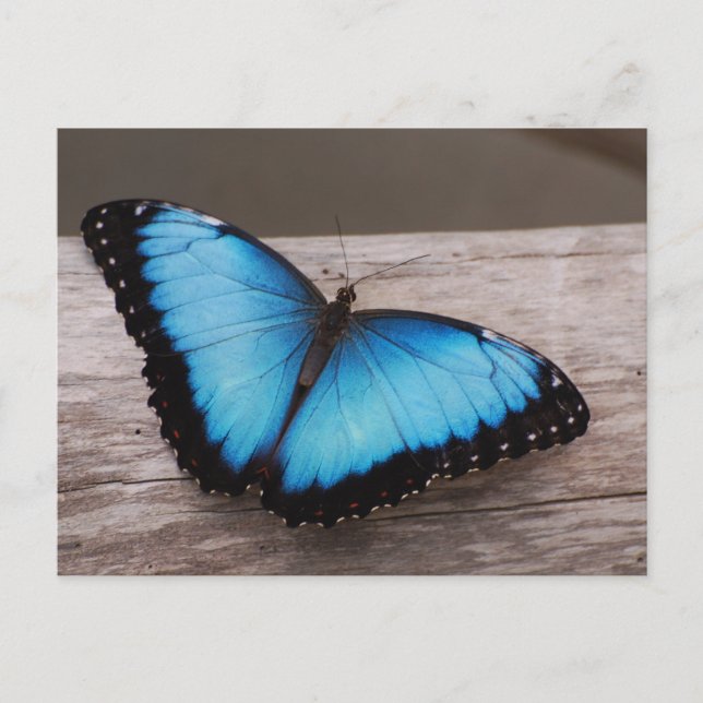 Customise Product Postcard (Front)