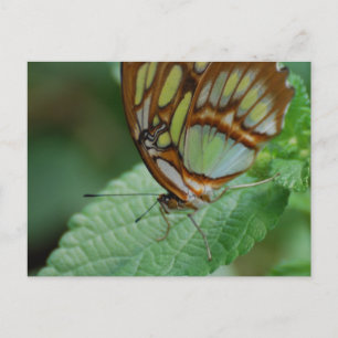 Customise Product Postcard