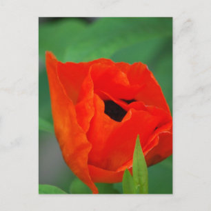 Customise Product Postcard