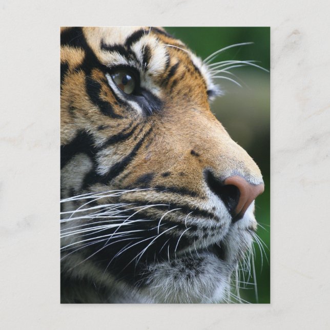 Customise Product Postcard (Front)