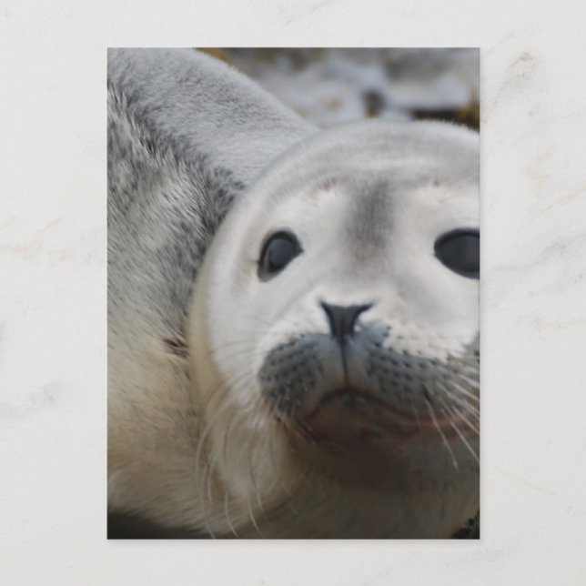 Customise Product Postcard (Front)