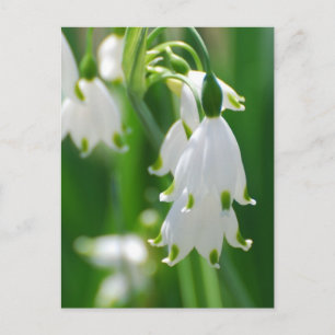 Customise Product Postcard