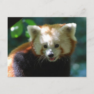 Customise Product Postcard