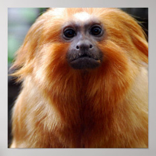 Customise Product Poster