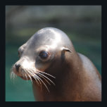 Customise Product Poster<br><div class="desc">Cute sea lion with a very sweet face.</div>