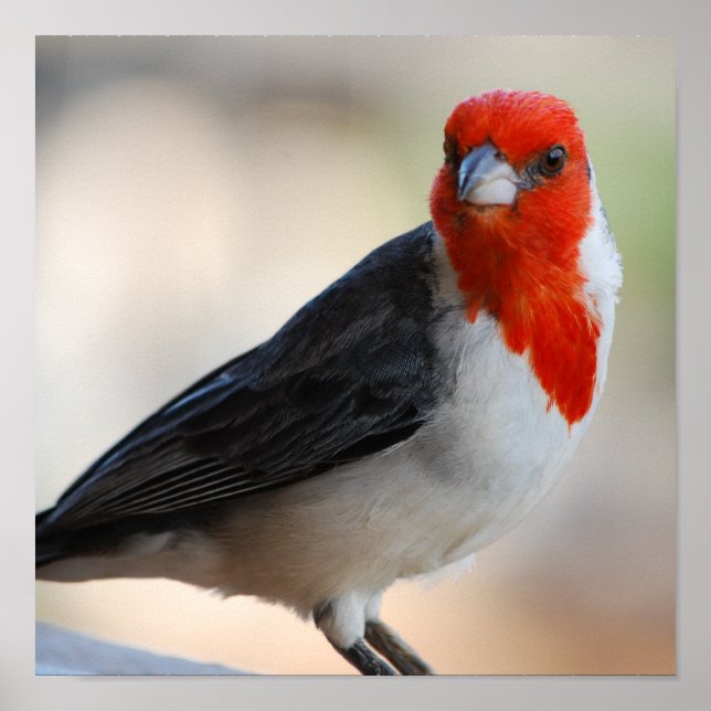 Customise Product Poster (Front)