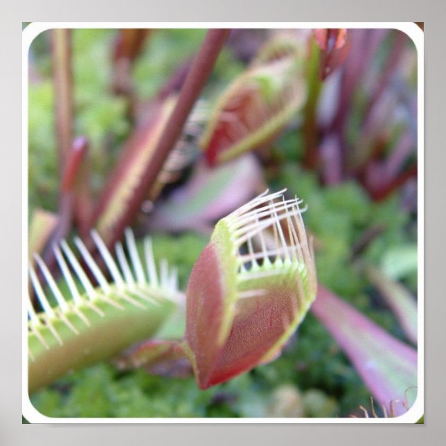 Customise Product Poster (Front)