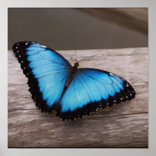 Customise Product Poster