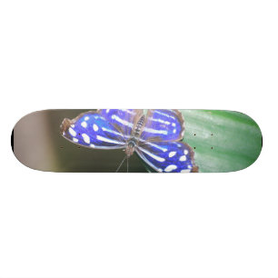 Customise Product Skateboard