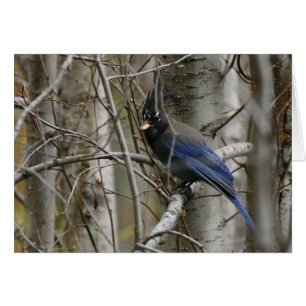 Customise Steller's Jay Card