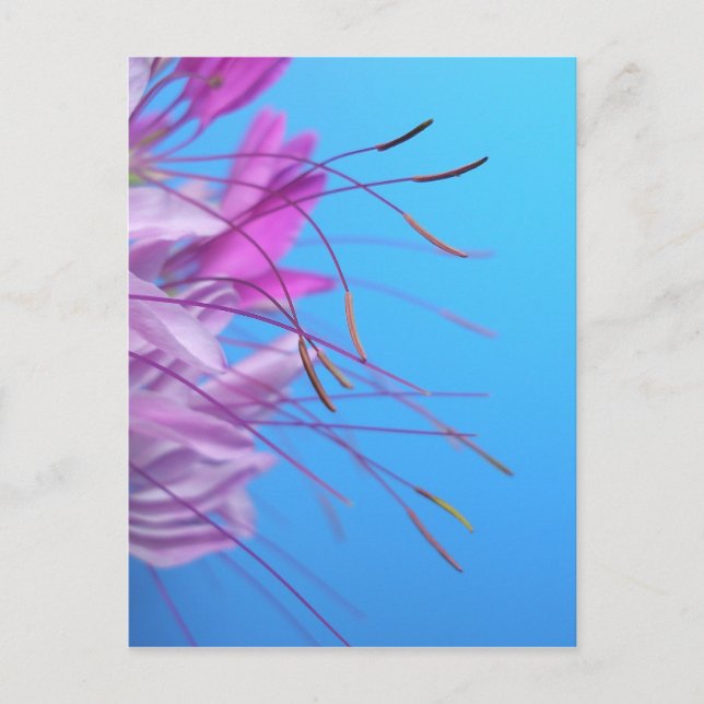 Customise with own Message Postcard (Front)