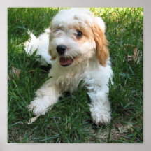 Customised Cavachon Photo Poster, Dog