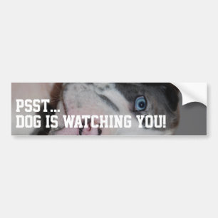 Customised Great Dane Photography Bumper Sticker