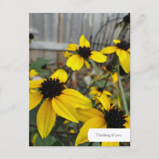 Customizable Black Eyed Susan Garden Postcard