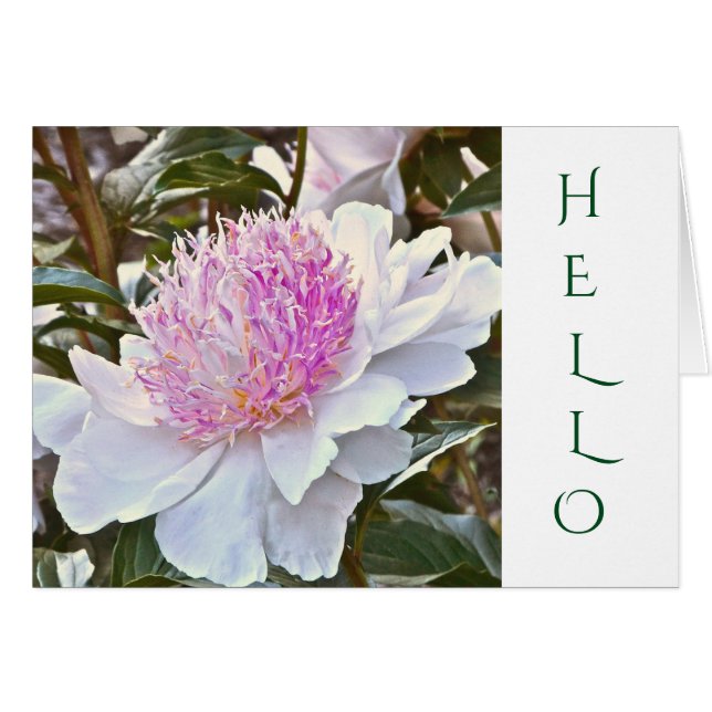 CUSTOMIZABLE CARD /WHITE AND PINK PEONY/HELLO (Front Horizontal)