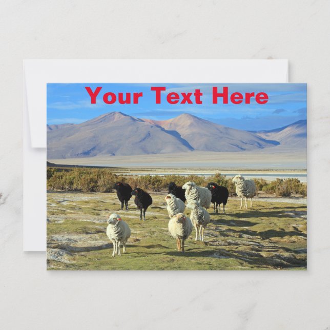 Customizable Chilean sheep Card (Front)