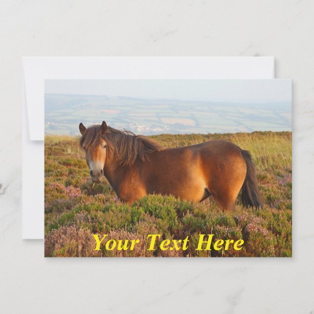 Customizable: Exmoor pony, Somerset, England Card (Front)