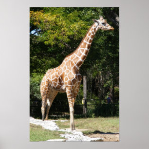 Customizable Giraffe Poster