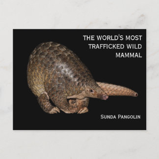 Customizable Sunda Pangolin Postcard