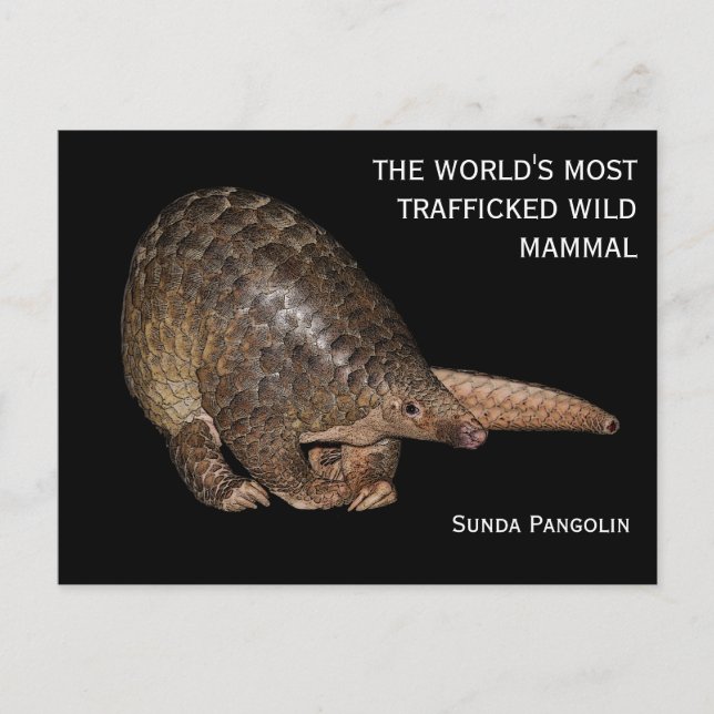 Customizable Sunda Pangolin Postcard (Front)