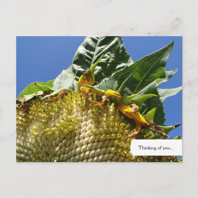 Customizable Sunflower Postcard (Front)