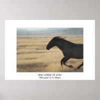 CUSTOMIZABLE WILD HORSE OF UTAH PHOTOGRAPH