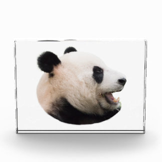 Cut out of a panda bear photo block